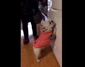 大人打屁股视频哭了,大人打屁股引发孩子哭泣，引发社会关注与反思