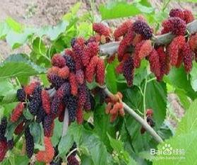 桑树种植视频,从播种到收获的实用指南