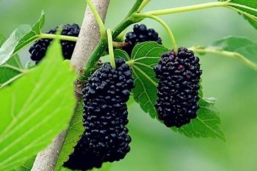 桑树种植视频,从播种到收获的实用指南