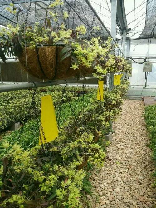 葡萄环剥技术视频,提升产量与品质的实用技巧解析