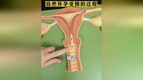 受孕的过程视频,一窥生命诞生的神奇旅程