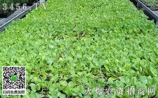 甘蓝育苗视频,从播种到成苗的实用技巧