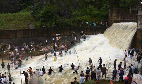 水库泄洪捕鱼视频,惊心动魄的鱼群盛宴