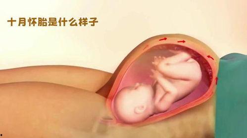 胎儿发育过程视频,从受精到出生的神奇旅程