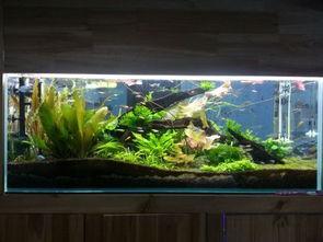 鱼缸布景视频,打造梦幻水族世界