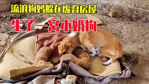 给小狗做房子的视频