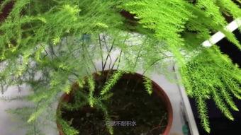 养植视频,跟随养植视频解锁植物生长奥秘