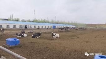 现代牧业视频,科技赋能下的绿色养殖革命